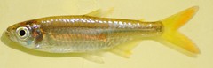 Micralestes acutidens