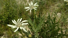 Silphium albiflorum