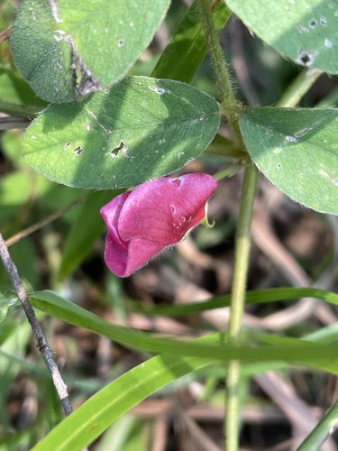 Image of Tephrosia spicata by no rights reserved
