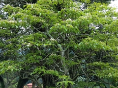 Crateva adansonii formosensis