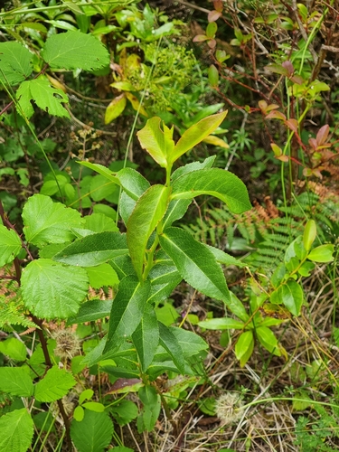 Image of Vaccinium padifolium by (c) Vítor Jorge, some rights reserved (CC BY)