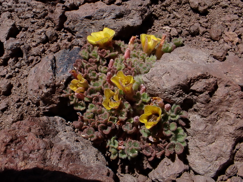 Oxalis compacta (Oxalis compacta)