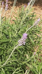 Lavandula dentata