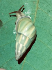 Amphidromus