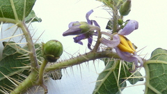 Solanum palinacanthum