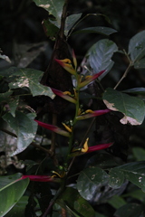 Heliconia schumanniana