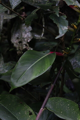 Heliconia schumanniana