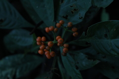 Palicourea racemosa