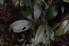 Palicourea racemosa