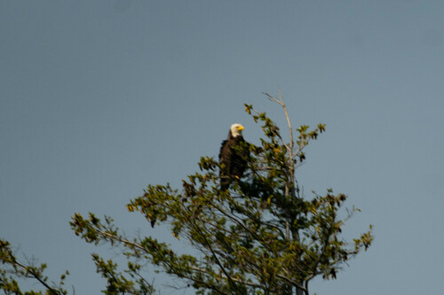Bald Eagle