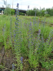 Echium vulgare
