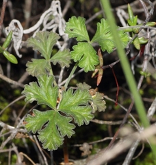 Pelargonium trifidum