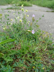 Petrorhagia prolifera