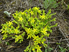 Sedum acre