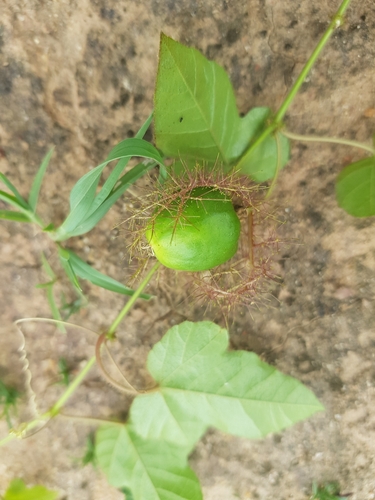 Stinking Passionflower