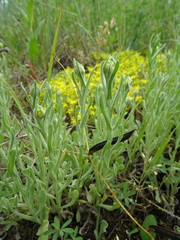 Helichrysum arenarium