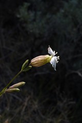 Silene douglasii