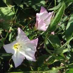 Convolvulus arvensis