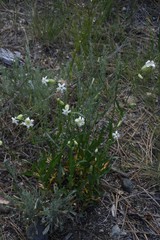 Silene douglasii