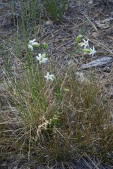 Silene douglasii