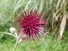 Cirsium suzukii