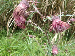 Cirsium suzukii