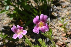 Erythranthe erubescens