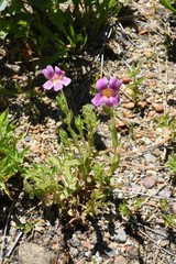 Erythranthe erubescens