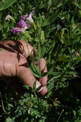 Erythranthe erubescens