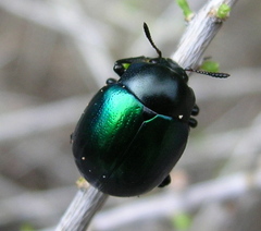 Leptinotarsa haldemani