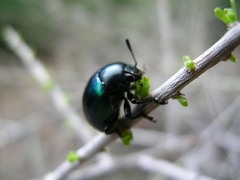 Leptinotarsa haldemani