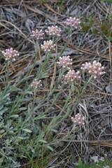 Antennaria rosea