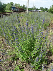 Echium vulgare