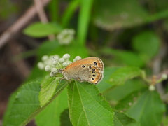 Coenonympha amaryllis