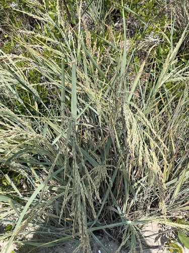 Image of Panicum amarum by (c) Tony KM, some rights reserved (CC BY)