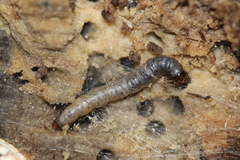 Argyresthia glaucinella