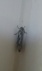 Ethmia discostrigella