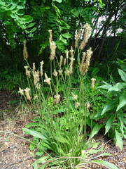 Plantago lanceolata