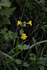 Erythranthe tilingii