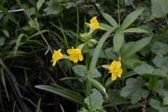 Erythranthe tilingii