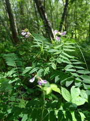 Vicia cassubica
