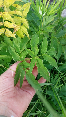 Image of Angelica genuflexa by no rights reserved