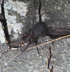 Anachemmis linsdalei