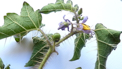 Solanum palinacanthum
