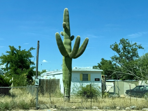 Saguaro