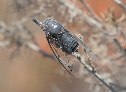 Cacama crepitans (Van Duzee, 1914)