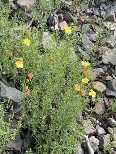 Image of Oenothera toumeyi by (c) CK2AZ, some rights reserved (CC BY)