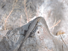 Sceloporus edbelli