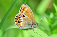 Coenonympha hero