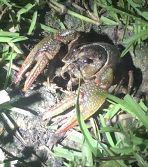 Lacunicambarus dalyae